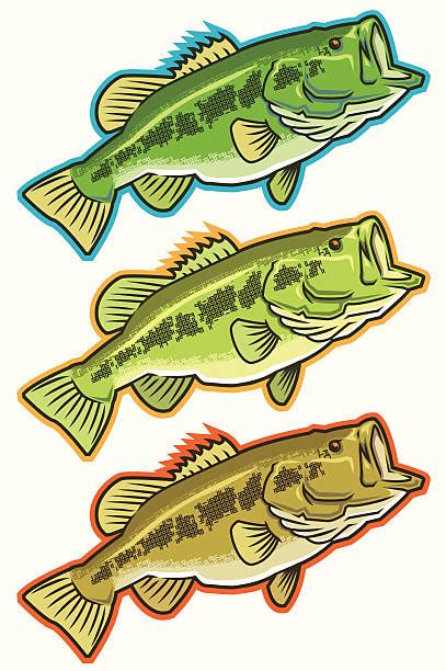 Royalty Free Largemouth Bass Clip Art Vector Images And Illustrations Istock