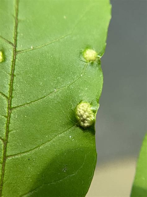 Maryland Biodiversity Project Ash Bead Gall Mite Aceria Fraxini