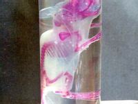 47 Diaphonized Specimens ideas | vertebrates, skeletal system, wet specimen