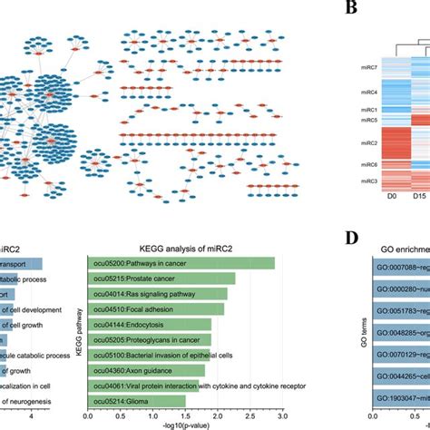 Target Prediction And Functional Annotation Of Mirnas A Target Genes