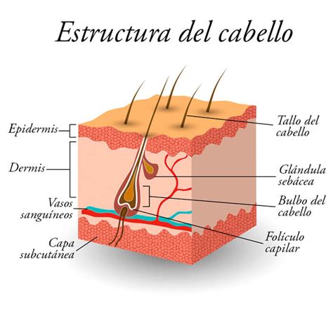 Tu Cabello Biocres Prevenir Es Fortalecer