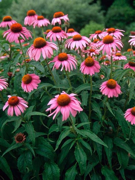 Catalogo Piante Sempreverdi E Perenni Da Fiore Per Giardino Planetasrl