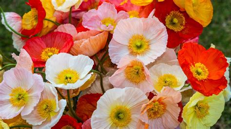 31 Beautiful Poppy Varieties for Your Garden