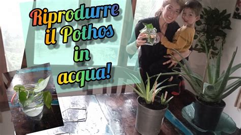 Riprodurre Le Piante Di Pothos In Acqua Youtube