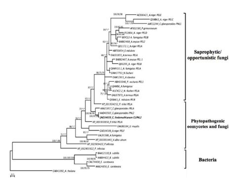 Phylogenetic Tree Of Pectin Lyases The Phylogeny Shown Is The Bayesian