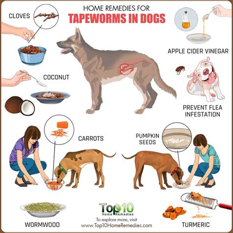 Does My Dog Have A Tapeworm