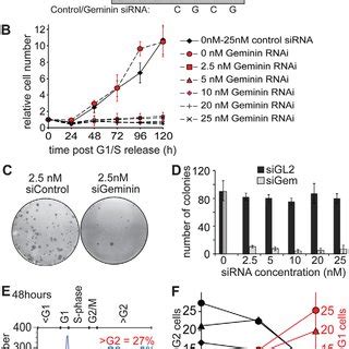 Geminin Depletion Causes Inhibition Of Proliferation And Rereplication