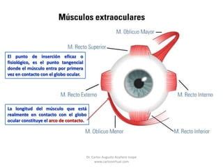 Fisiologia Motora Ocular PPT