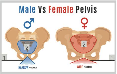 Sex Differences In The Pelvis Flashcards Quizlet