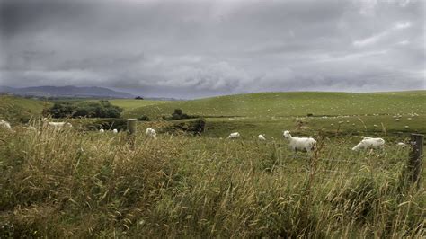 New Zealand Rolling Hills Sheep Country K Wallpaper Coolwallpapers Me