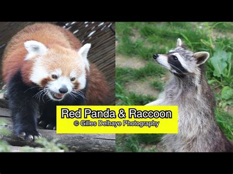 Red Panda Raccoon Related To
