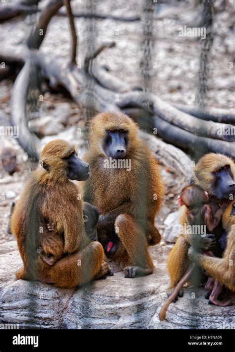 Guinea baboon family hi-res stock photography and images - Alamy