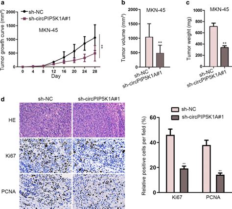 CircPIP5K1A Depletion Repressed The In Vivo Tumorigenesis Of GC Ac