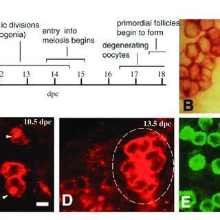 Germ cells are interconnected by ring canals. (A) 13.5 d.p.c. germ cell ...