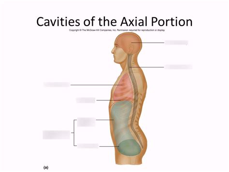 Major Body Cavities Diagram Quizlet