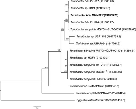 Whole Genome Sequence Phylogeny Of Mmm T Isu Pig And All