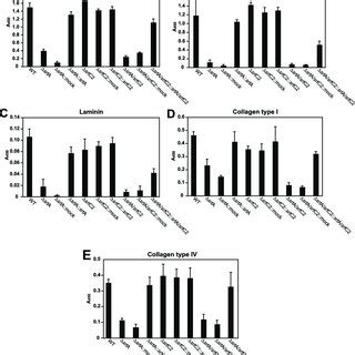 Binding Of The Wt And Mutant Strains To Immobilized Human Matrix