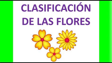 Clasificación De Flores Tipos De Flores Youtube