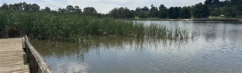 Lilydale Lake Via Hull Road Wetlands Victoria Australia 132 Reviews