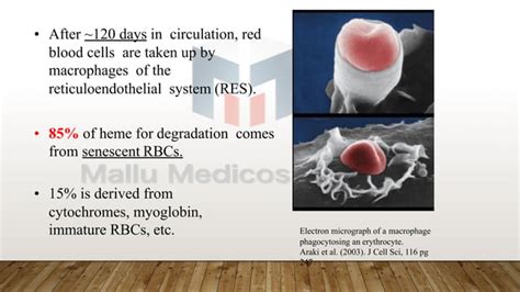 Heme Catabolism And Degradation Pathway Bilirubin Metabolism Ppt