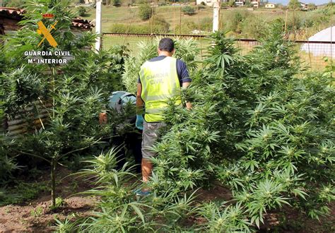 Desmantelan Una Plantaci N De Marihuana En Una Vivienda Guriezo