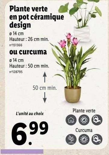 Promo Plante Verte En Pot Céramique Design Ou Curcuma chez Lidl