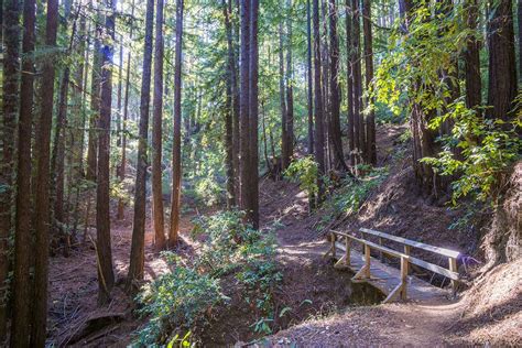 The Forest of Nisene Marks State Park