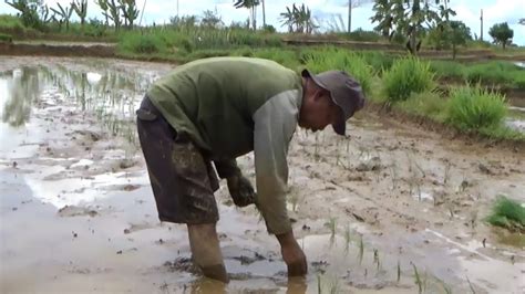 Ada Bantuan Benih Padi Dan Jagung Dibagikan Seusai Lebaran