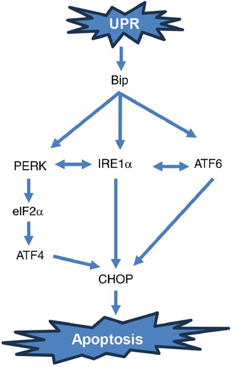 Figure From Norcantharidin Inhibits The Malignant Progression Of