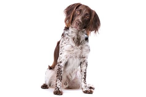 Small Munsterlander Dog Breed Information