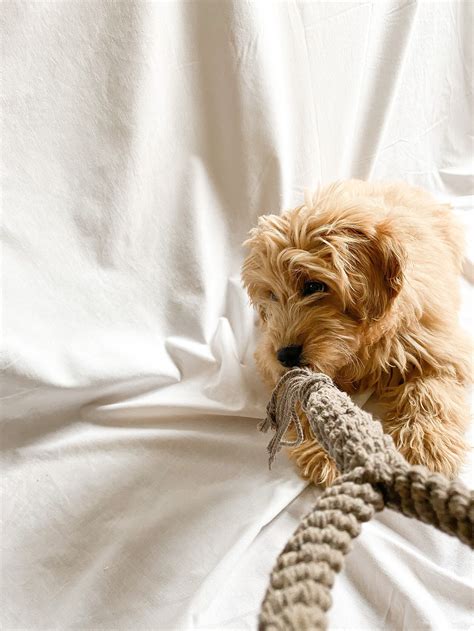 Handmade Macrame Dog Tug Toy Macrame Dog Tug Toy For Etsy