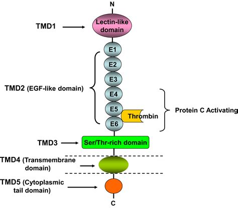 Thrombomodulin A Novel Immune Regulator In Liver Inflammatory Injury