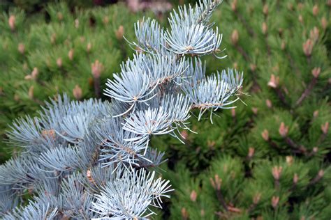 Abies Concolor Candicans Landscape Plants Oregon State University