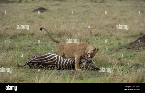 Within 30 Minutes The Lioness Stood Over Its Killed And Dragged The