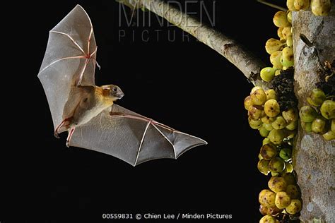 Lesser Short Nosed Fruit Bat Stock Photo Minden Pictures