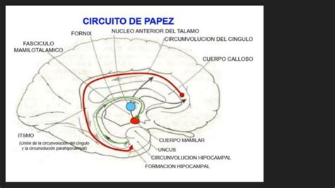 Circuito De Papez Bosque UDocz