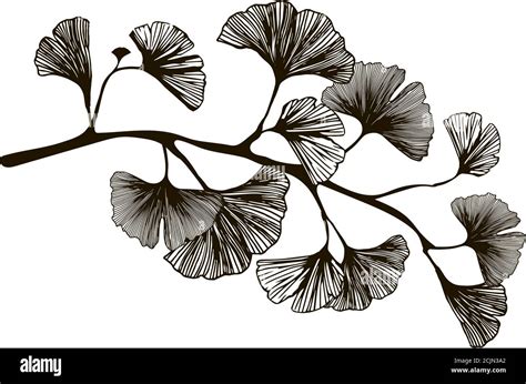 Ginkgo Biloba Branch Graphic Twig Vector Illustration Of Ginkgo Biloba