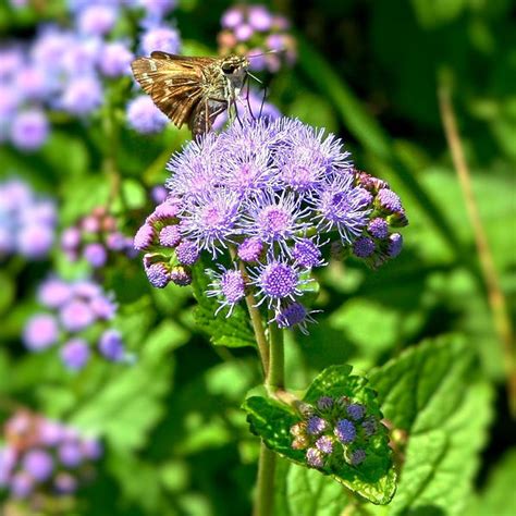 Hardy Ageratum Blue Mist