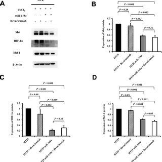 Mir A Inhibited The Protein Expression Of Hif And Mcl By