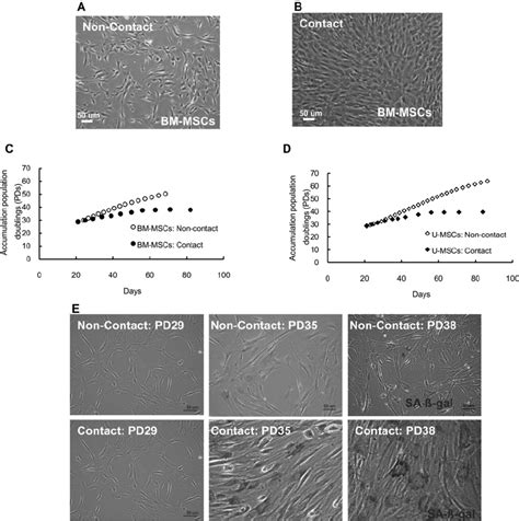 Early Replicative Senescence Of Mesesnchymal Stem Cells Mscs Occurred