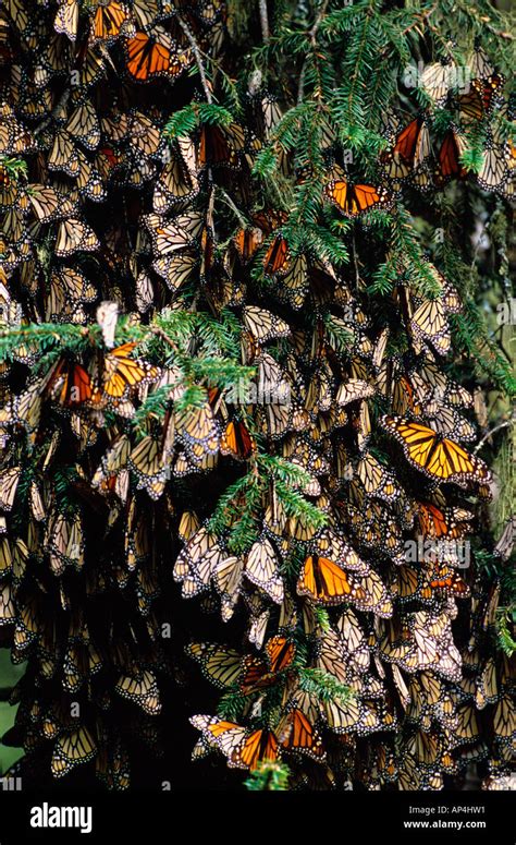 M Xico Sierra Chincua Monarca Santuario Las Mariposas Monarca Danaus