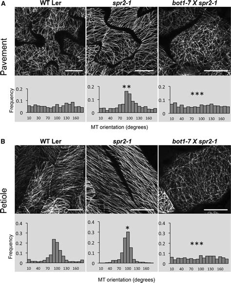 Cortical Microtubule Organization And Alignment In Cotyledon Epidermal