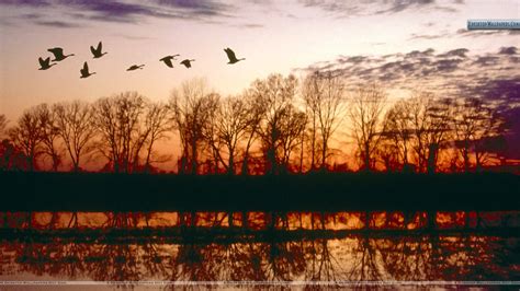 🔥 Download Canada Geese Migrating Missouri Wallpaper By Cdavidson