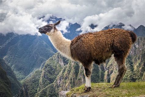 Llamas A Machu Picchu Ruinas Incas Valle Sagrado Per