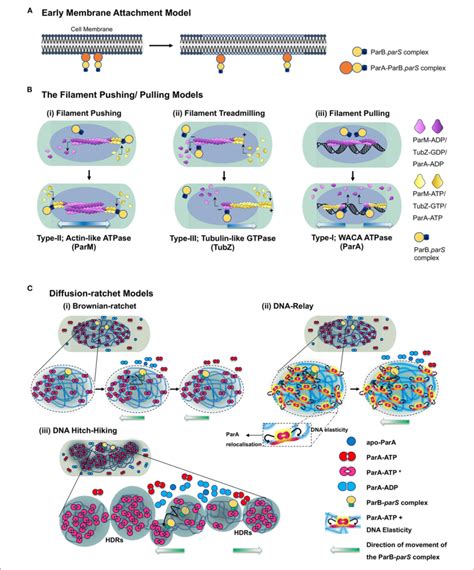 Model Depicting The Mechanisms Of Para Proteins In Dna Partitioning