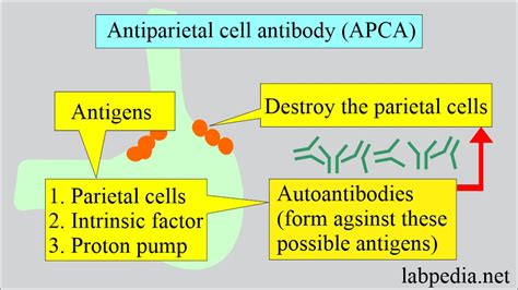 Anti Parietal Cell Antibody Apca And Pernicious Anemia