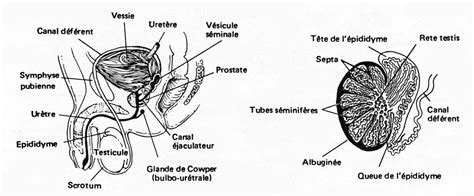 Testicule Anatomie Dr Kara Zaitri M A