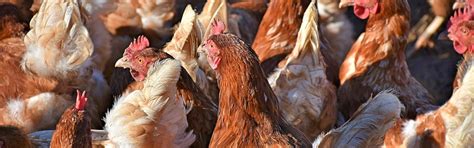 Veterinary Highly Pathogenic Avian Influenza Hpai Nc Agriculture