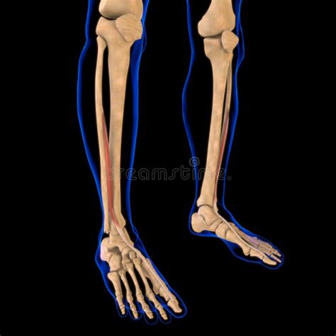 Extensor Hallucis Longus Muscle Anatomy For Medical Concept 3d Stock Illustration Illustration