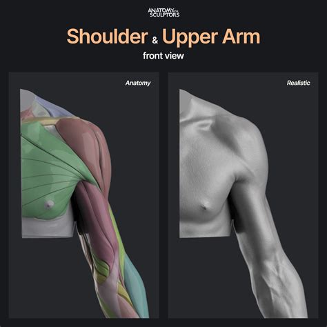 Artstation Shoulder And Upper Arm Front View Anatomy For Sculptors